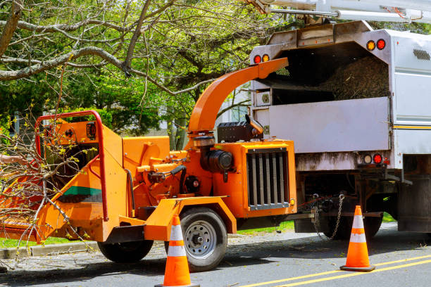 Best Commercial Tree Services  in Grandview, TX